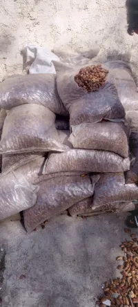 علف تمر للبيع لتغذية المواشي