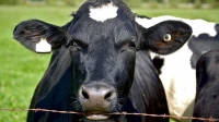 Importation des vaches laitières et veaux d engraissement 