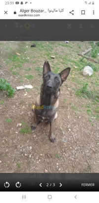 Chien malinois 