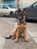 chien-berger-allemand-pedigree-vaccine-4-mois-et-demi-belouizdad-alger-algerie