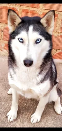 Couples chiens husky 