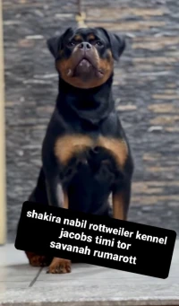 Femelle rottweiler pedigree Serbie 