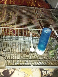 Canari femelle 