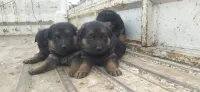 Chien Berge allemond 