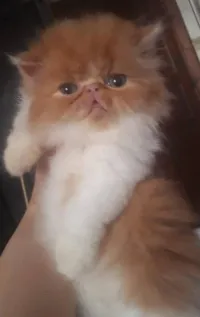 Femelle peke face 