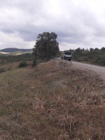 terrain-agricole-vente-boumerdes-keddara-algerie