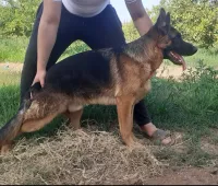 Mâle Berger Allemand incliné
