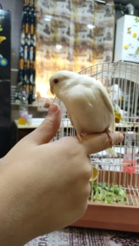 Les perruches بيروش للبيع