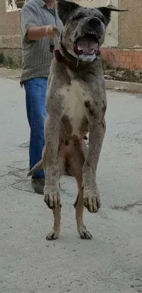 dog allomand femelle