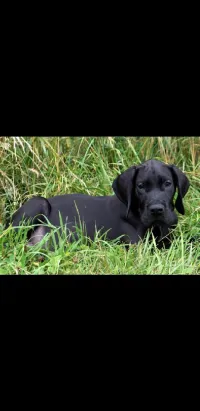 chiot dog allomand