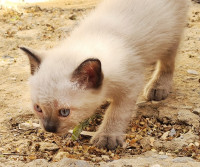 chat-chatons-siamois-bab-ezzouar-alger-algerie