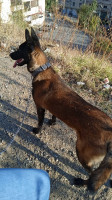 chien-a-vendre-une-femelle-malinois-charbonnier-vrai-beaute-age-16-mois-n-ain-el-hammam-tizi-ouzou-algerie