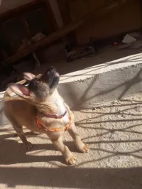 Chien malinois 