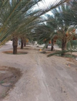 terrain-agricole-vente-biskra-algerie