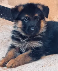Berger allemand pedigree 