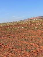 terrain-agricole-vente-oran-sidi-benyebka-algerie