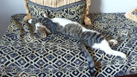 Chat 