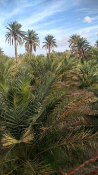 terrain-agricole-vente-biskra-oumache-algerie