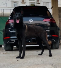 Malinois Fumel 