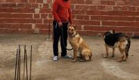 dog-malinoi-hammamet-tebessa-algeria