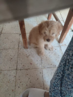 chien-vend-chiot-bichon-maltais-nain-tres-beau-et-calin-blida-algerie