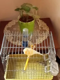 A vendre canari mal chant extraordinaire 