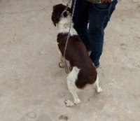 Vente de chien de chasse 