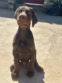 Chien dobermans européen 3 mois avec carnet de vaccination 