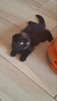 Chat Scottish fold femelle 