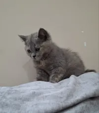Chat british shorthair femelle 