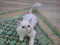 Chat persan mâle 5 mois peke face 