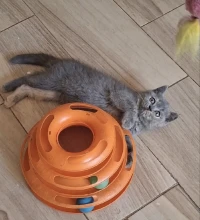 Chat british shorthair femelle 