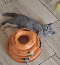 Chat british shorthair femelle 