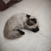 Chat persan Himalayan femelle 