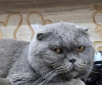 Chat Scottish fold pour accouplement 