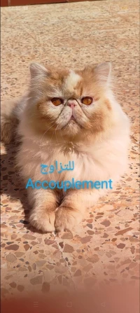 Chat van 