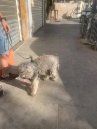 Chien a vendre