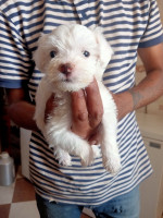 chien-bichon-maltais-abi-youcef-tizi-ouzou-algerie