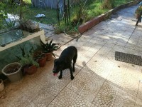 كلاب-labrador-سطاوالي-الجزائر