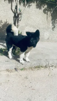Akita américain 