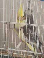 oiseau-couple-calopsitte-3ans-bougara-blida-algerie