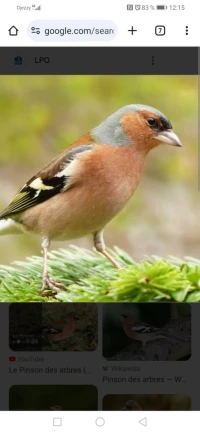 Pinson male