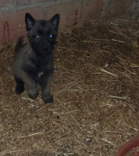 chien-malinois-femelle-azeffoun-tizi-ouzou-algerie