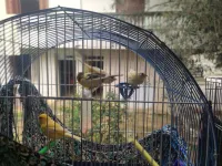 Canari