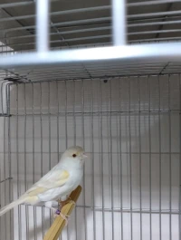 Canaris femelle satiné dominant excellante