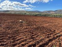 terrain-agricole-vente-tlemcen-oued-chouli-algerie