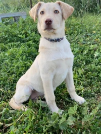 Femelle labrador haja top
