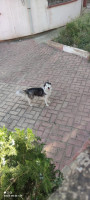 chien-husky-3-ans-femelle-sidi-aich-bejaia-algerie