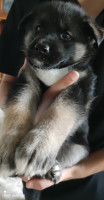 chien-disponible-2chiot-husky-croise-berger-male-femelle-sidi-aich-bejaia-algerie