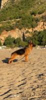 chien-berger-allemand-aokas-bejaia-algerie